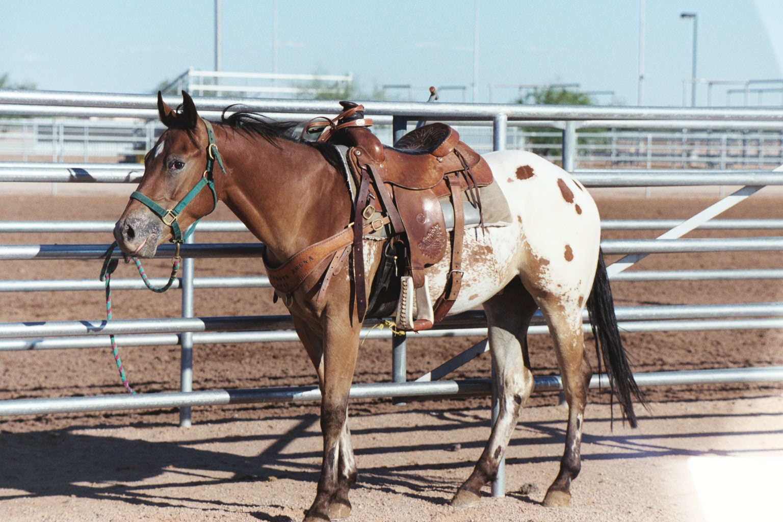 Appaloosa horse breed