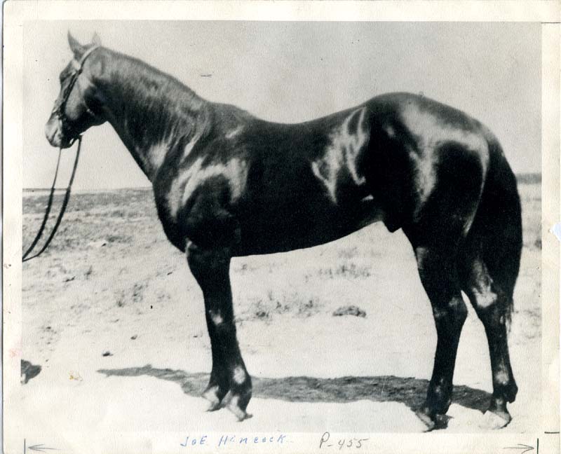 Joe Hancock Quarter Horse