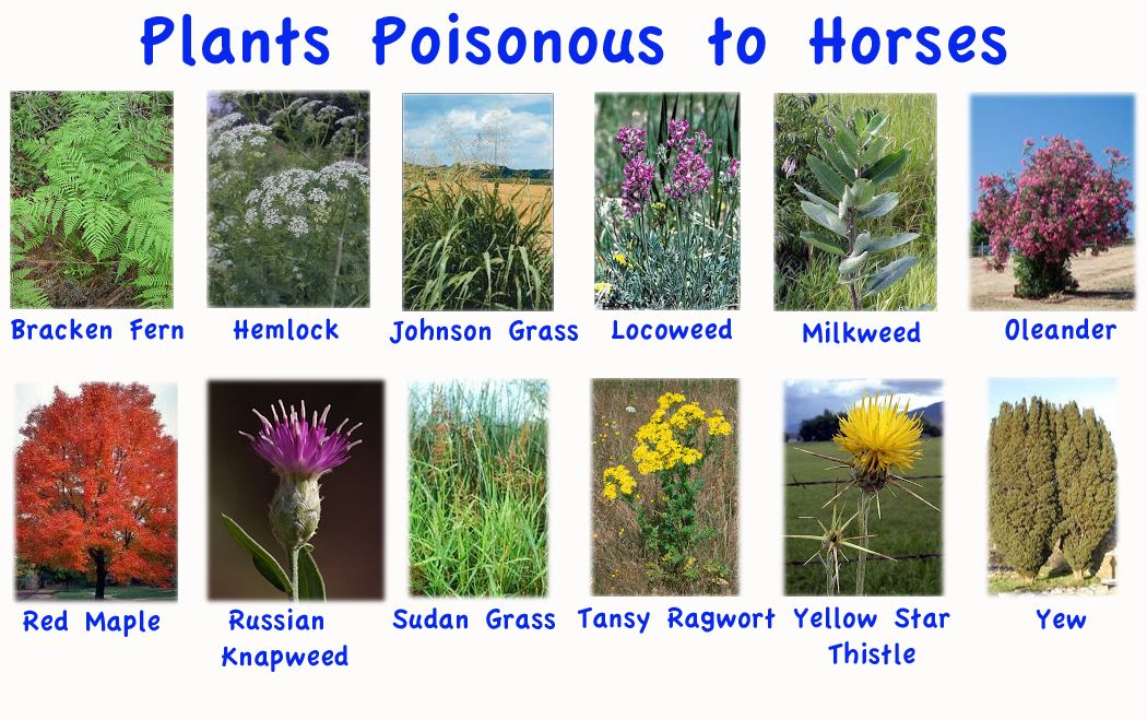 Poisonous Plants For Horses What To Watch For To Keep Your Horse Safe Saddleupcolorado