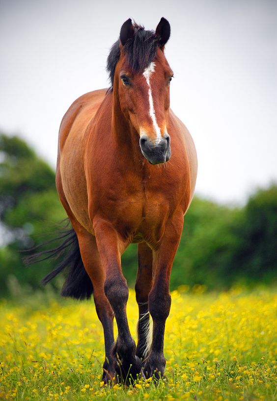 5 Common Horse Coat Colors - saddleupcolorado