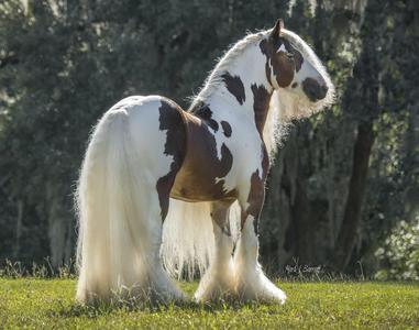gypsy vanner horses for sale colorado
