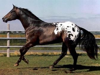 Appaloose Horse  One of the most popular horse breeds in the US