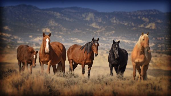 Appaloosa Horses - saddleupcolorado