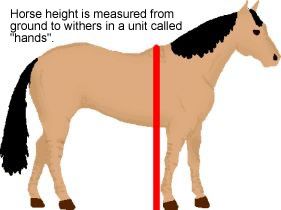 How to Measure the Height of Horses: 11 Steps (with Pictures)