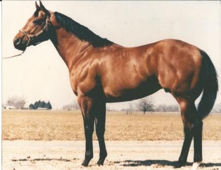 Appaloosa Horses - saddleupcolorado