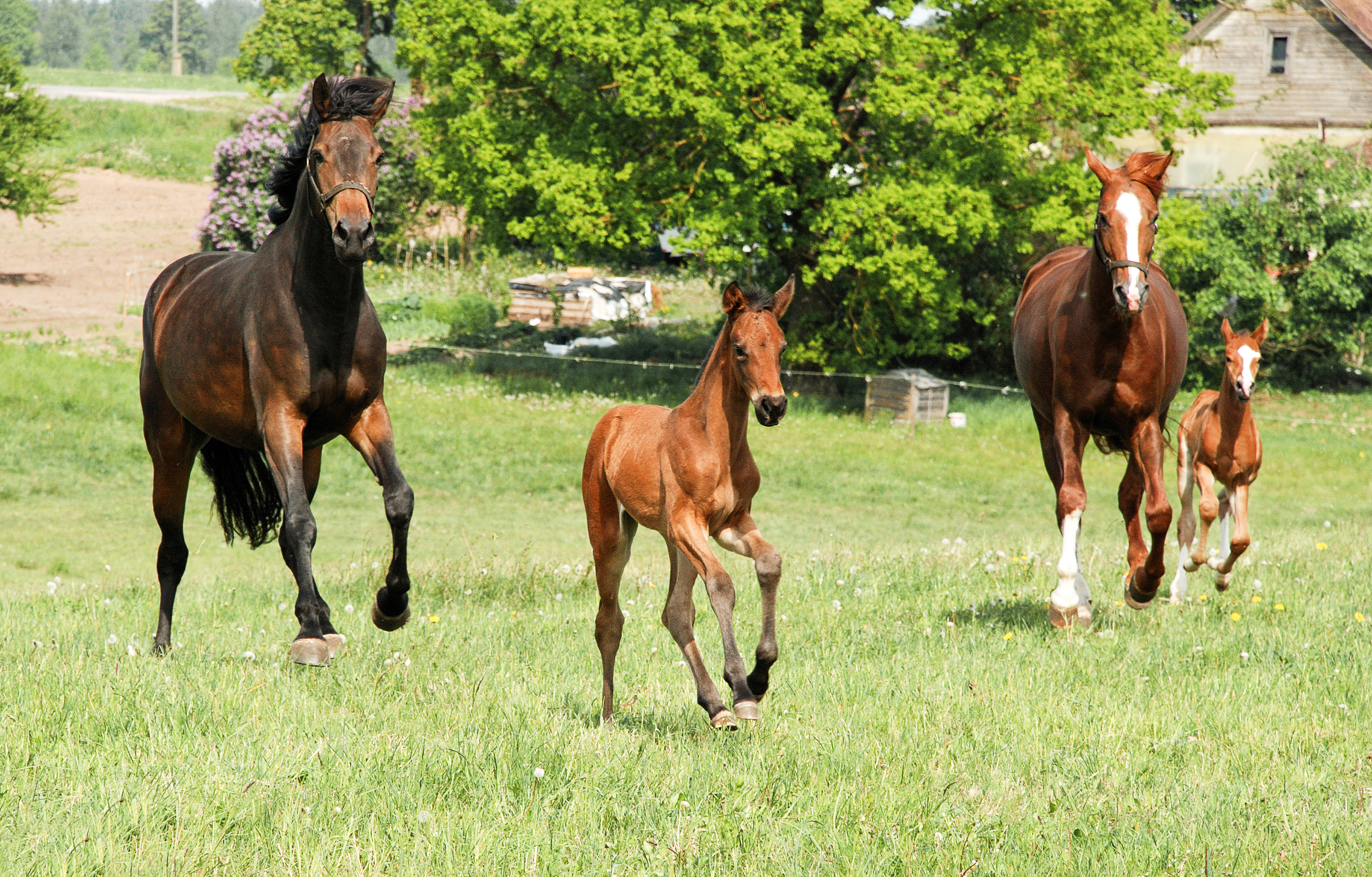 horses playing in a field