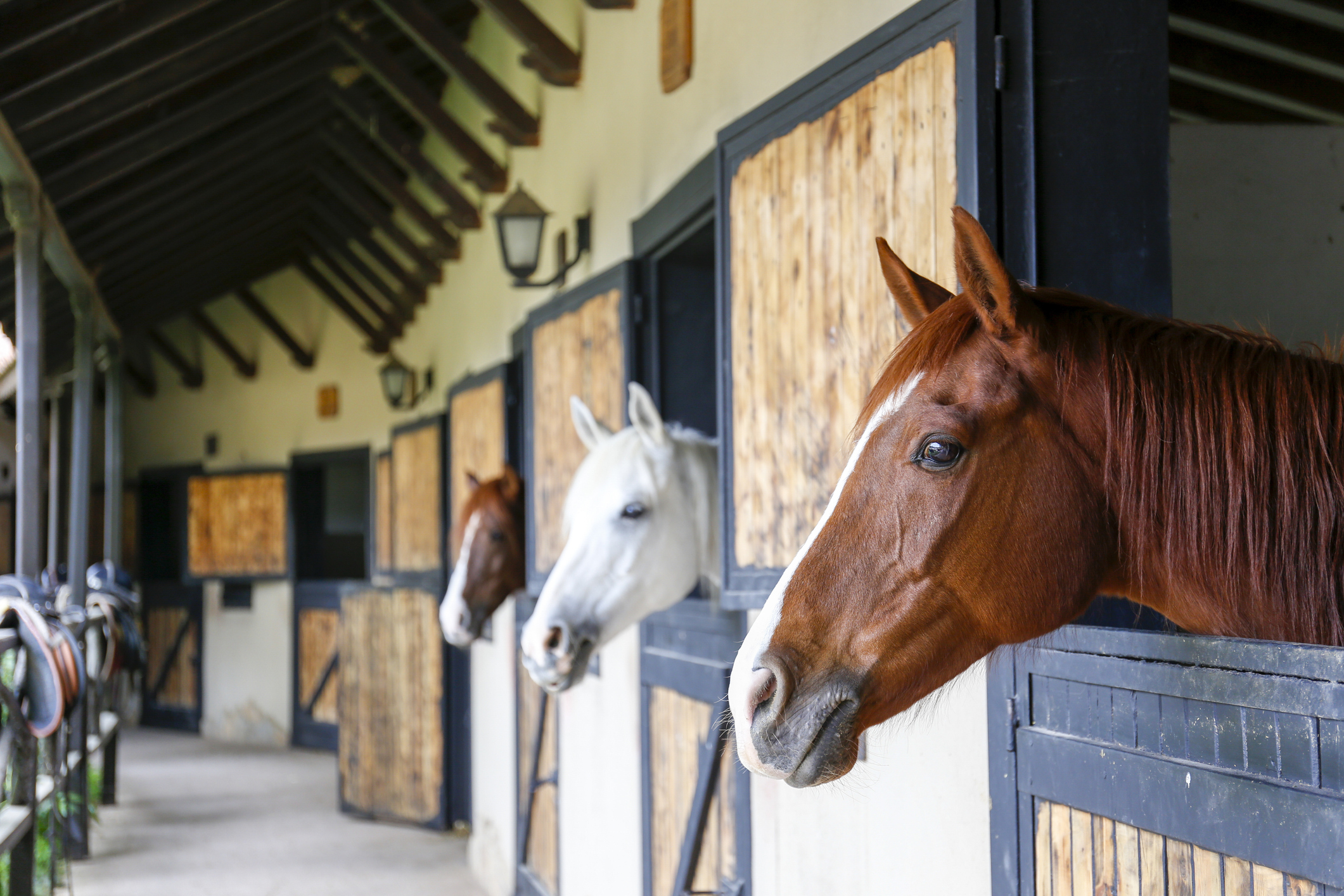 horses with their heads sticking out of stables