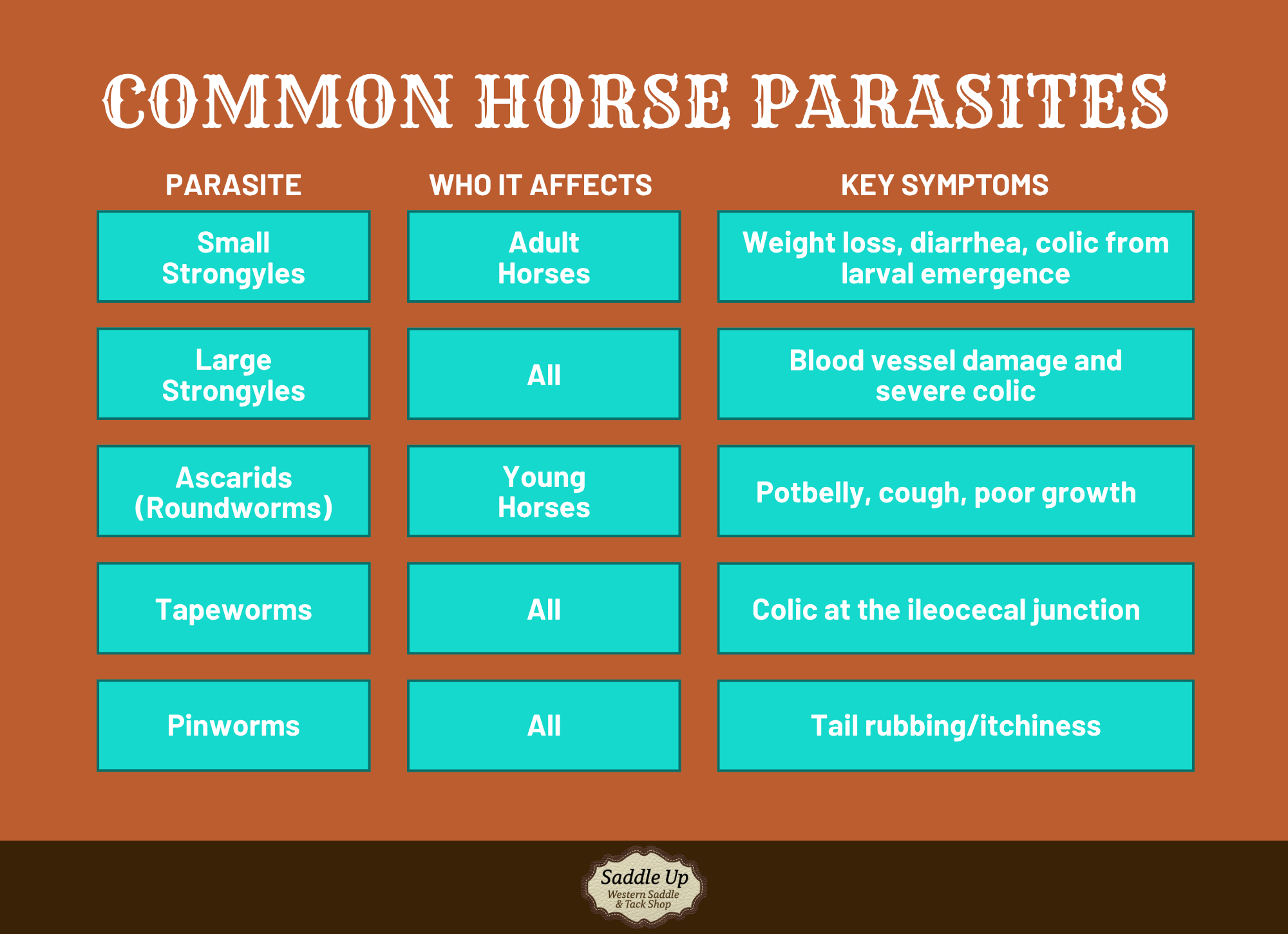 infographic detailing the different kinds of worms your horse can get