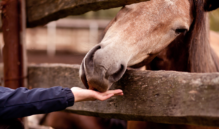 The man feeds the horse in a horse farm stock photo