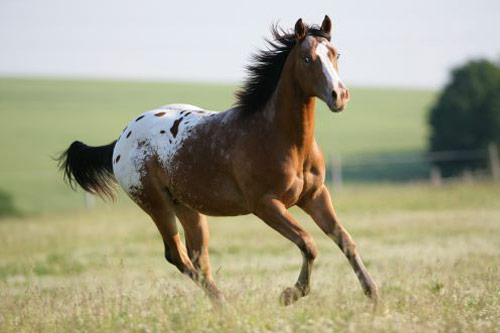 The Beauty of an Appaloosa Horse