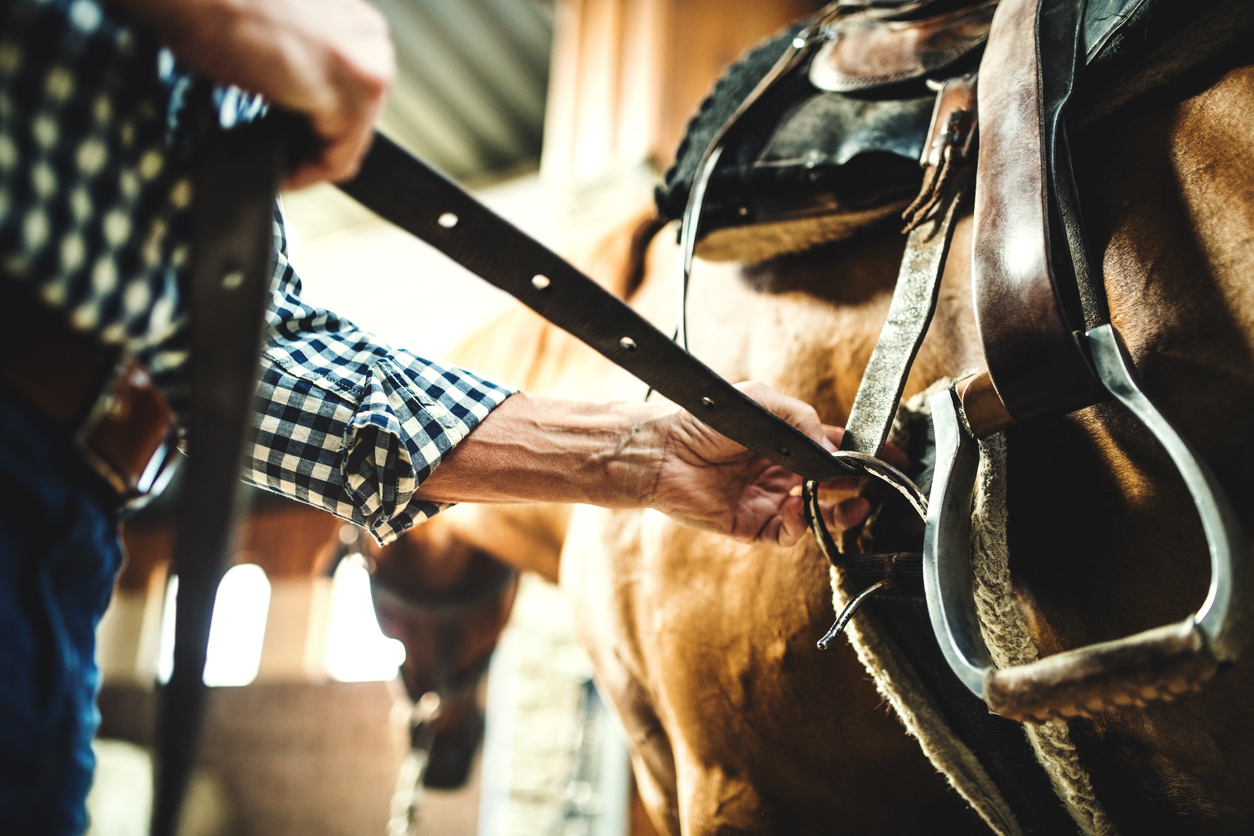 man pulling a horse's cinch to properly saddle it