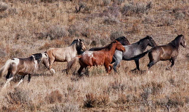 Appaloosa Horses - saddleupcolorado