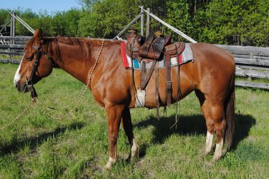 Cinch Fitting Tips - Quarter Horse News