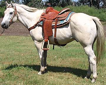 Appaloosa Horses - saddleupcolorado