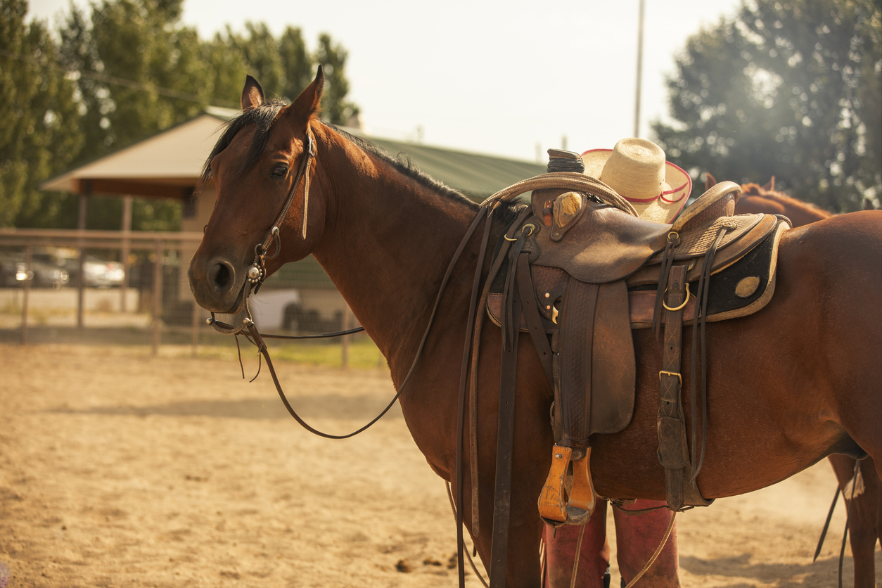 western horse in an arena with a cowboy hat on its back